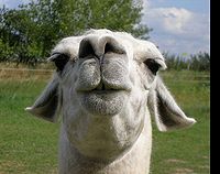 llama face crop.jpg