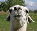 llama face scale large.jpg