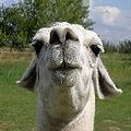 llama face scale small.jpg